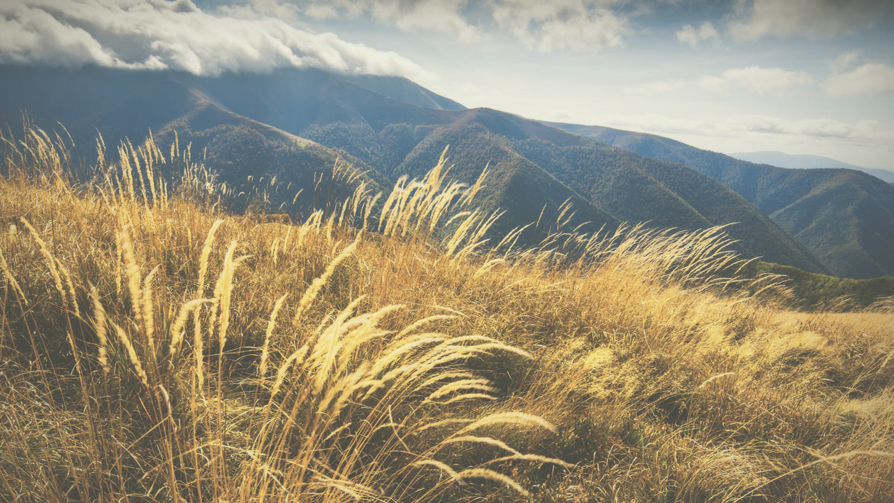 Standard gallery post